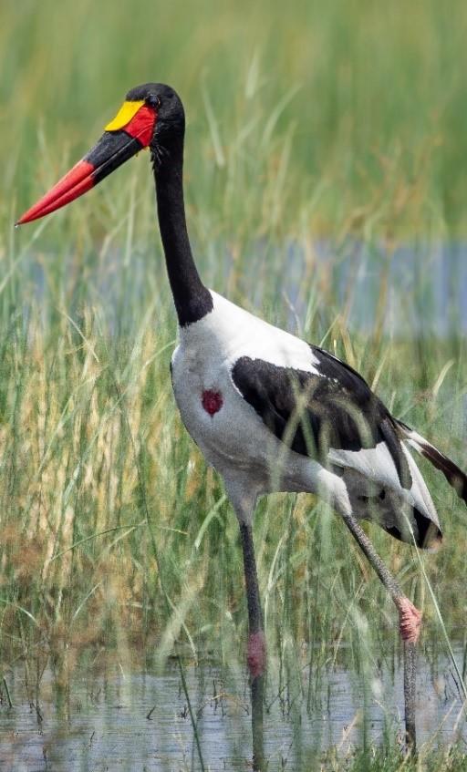Okavango River Basin Transboundary Water Management Programme