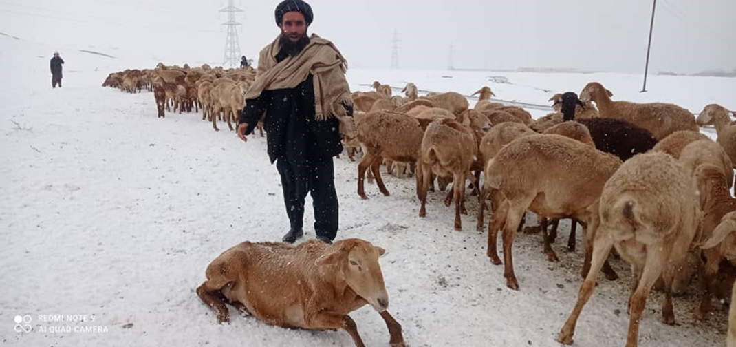 Heavy snowfall and extreme cold temperatures affected several high-altitude provinces of Afghanistan. 