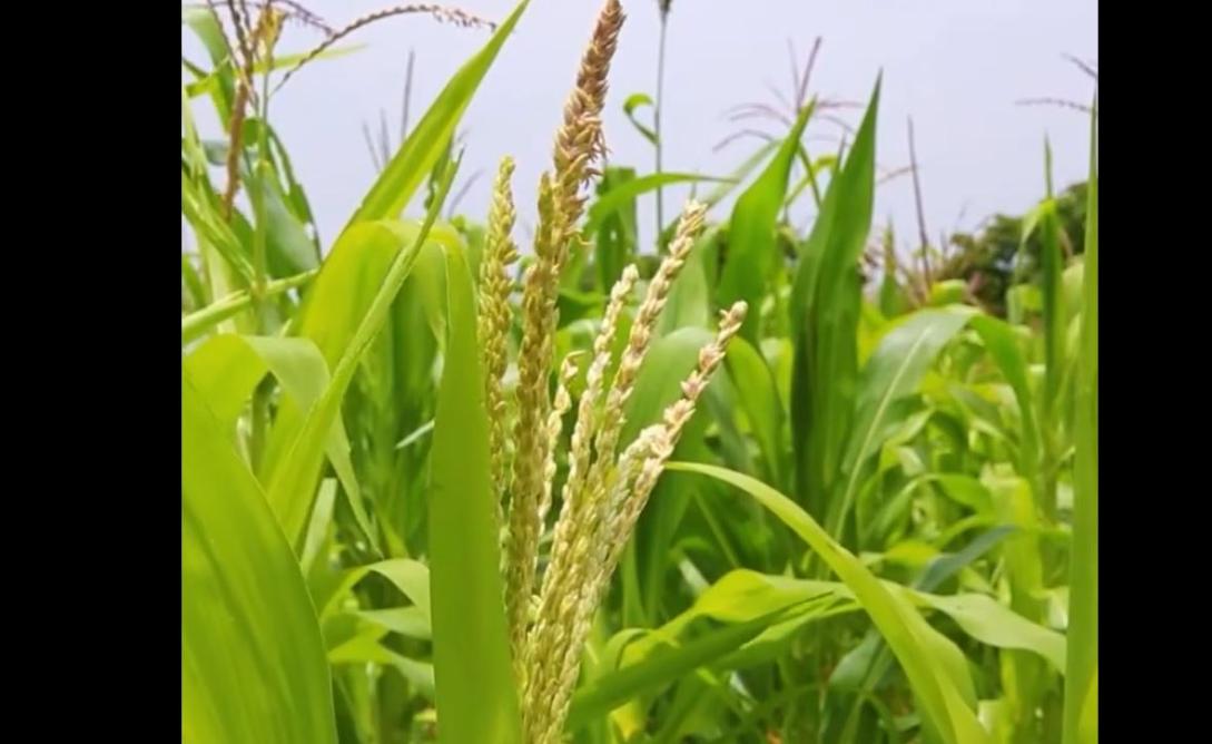’#UE a investi 45 Mrd € pour améliorer l’accès alimentaire en Afrique et surtout au Sahel