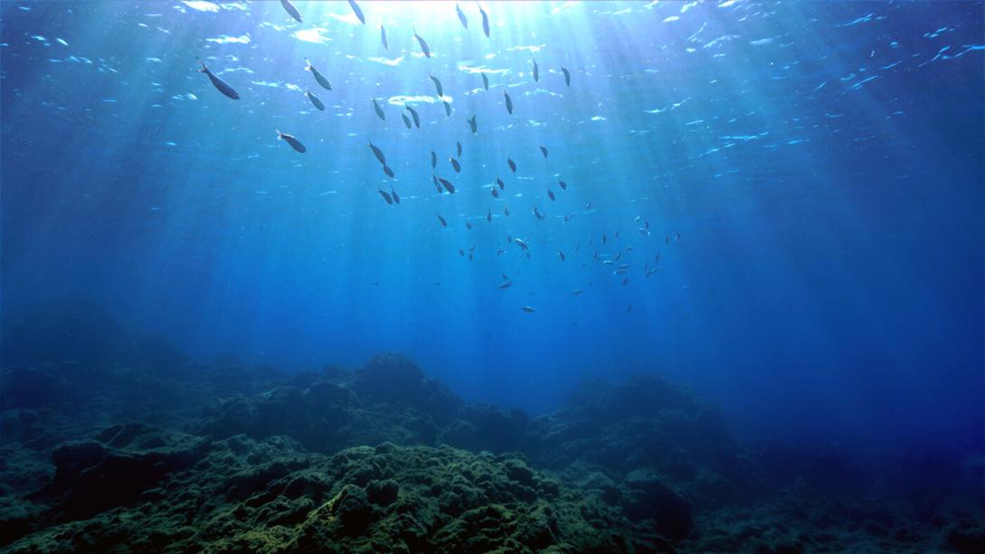 Ocean, underwater, sunlight coming through, highlighting school of fish.