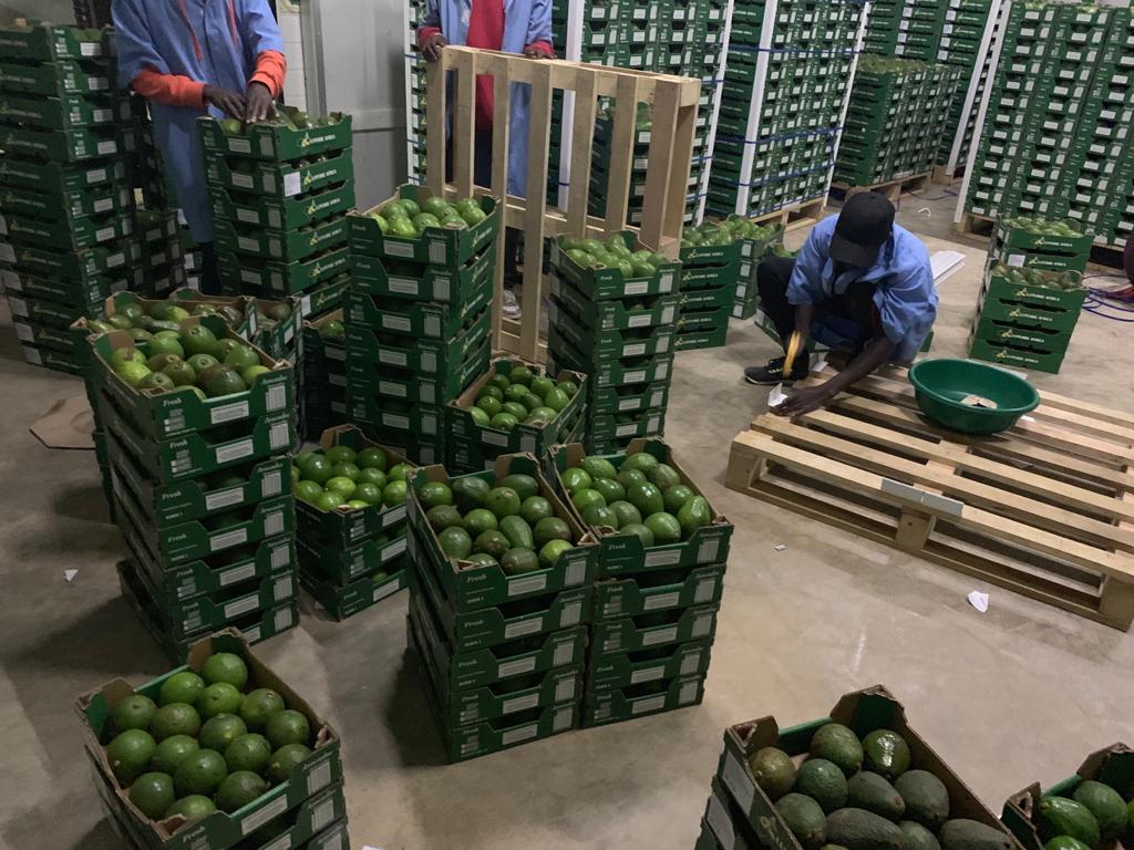 Fruit factory
