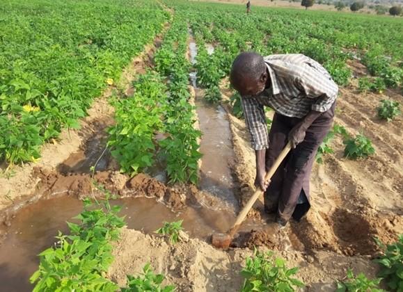 Irrigation farming