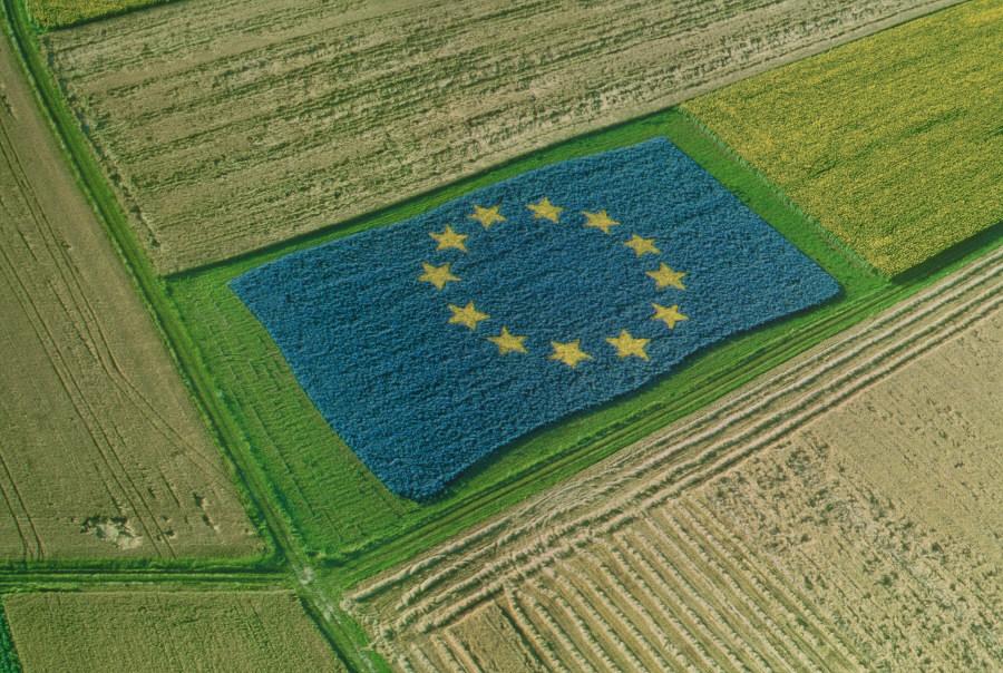EU flag in the field 
