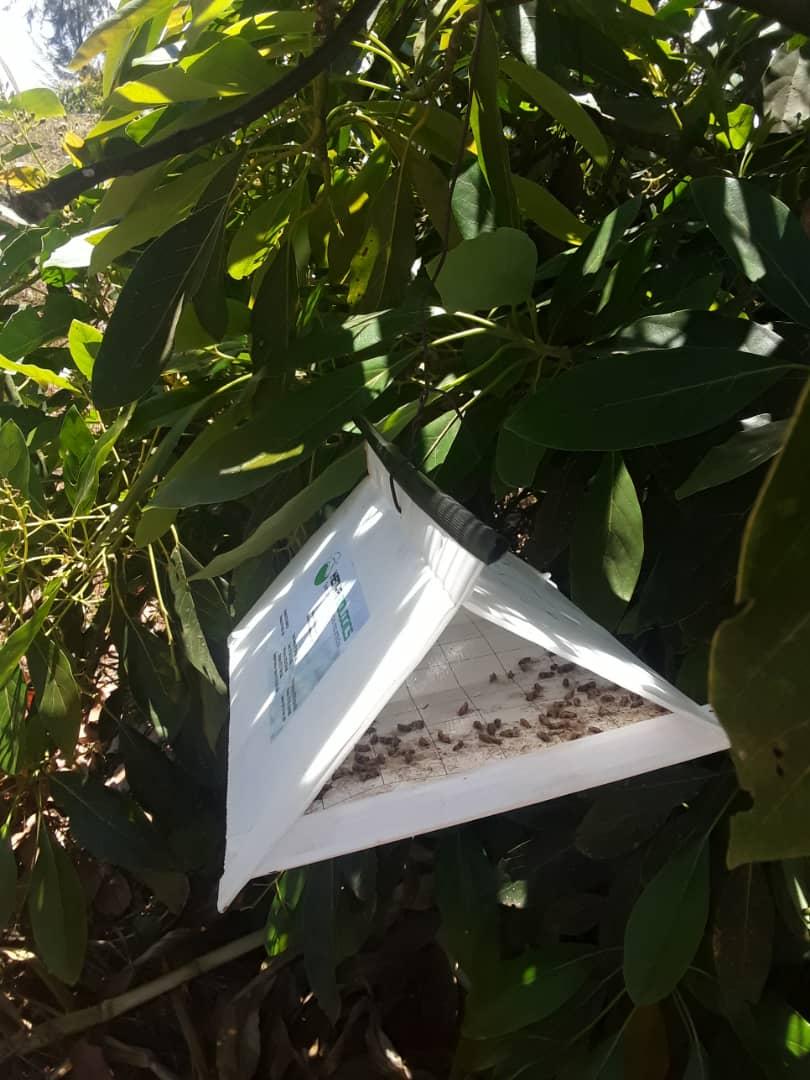 Plant health - insect trap