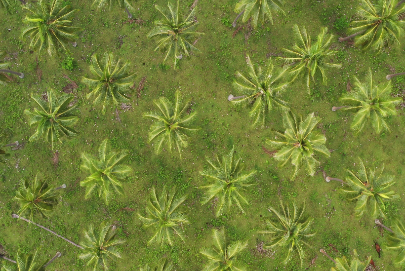 Palm trees in Vanuatu seen from above. 