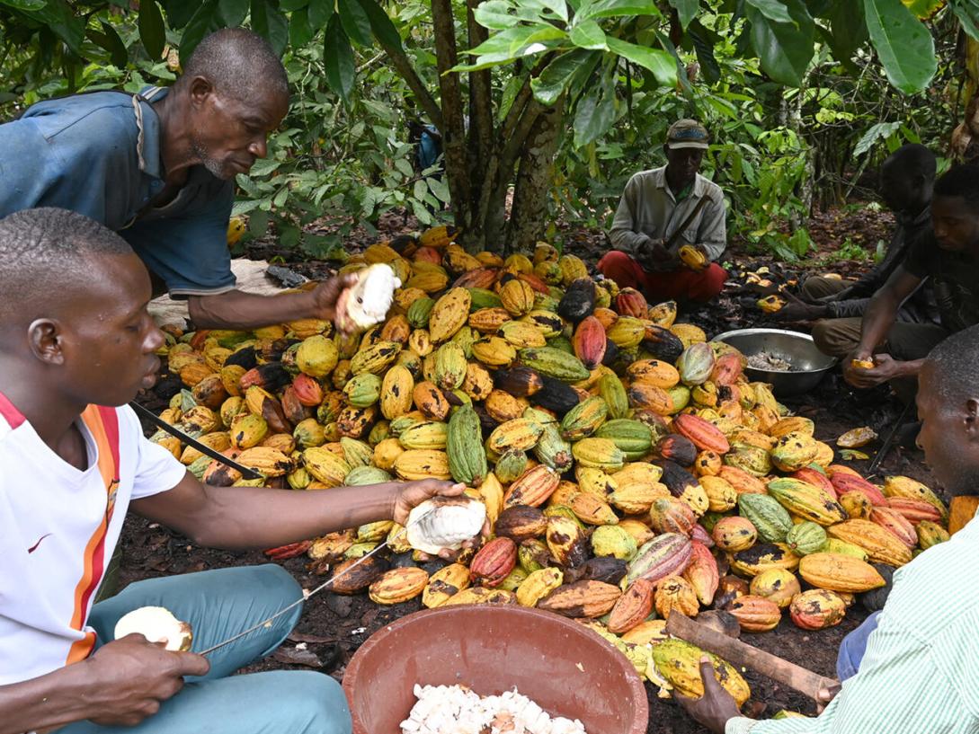 Plantation cacao