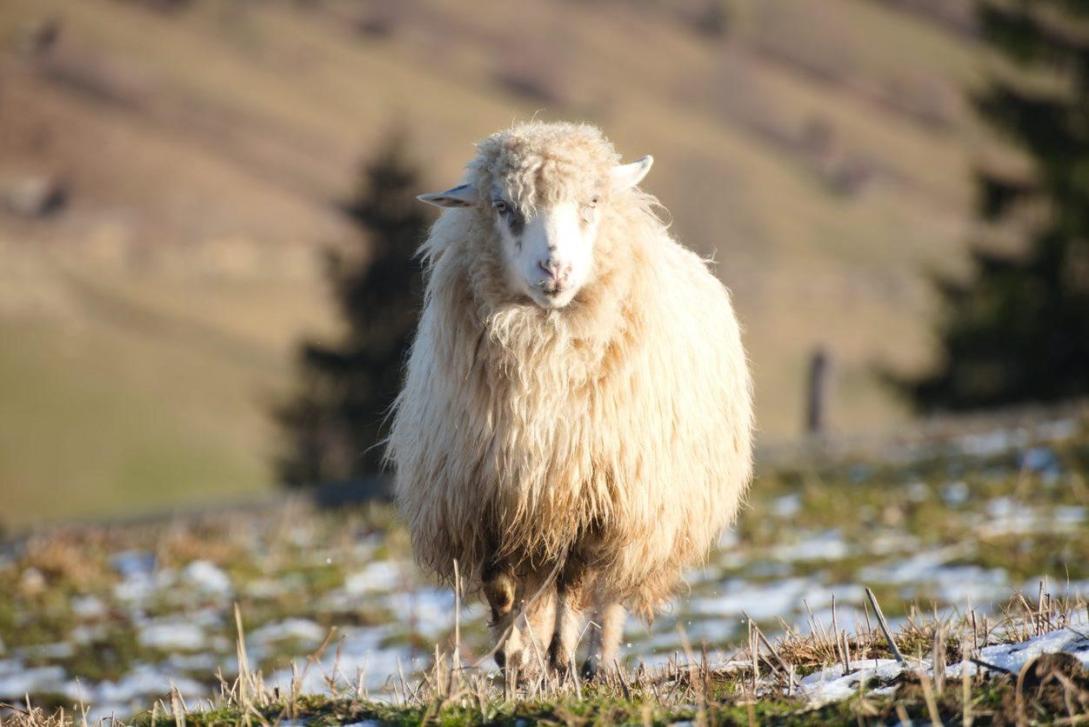 FAO_sheep