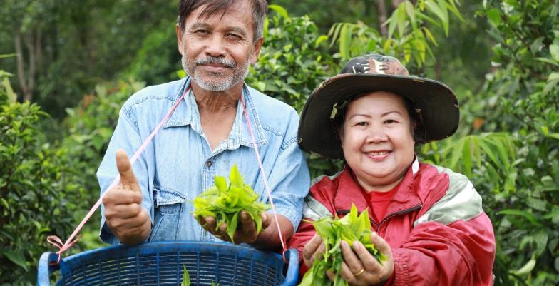 Two tea farmers showing tea leaves