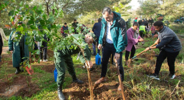 Plantation d'arbre algérie