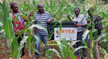Assesing maize crop under the airtea project
