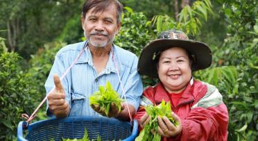 Two tea farmers showing tea leaves