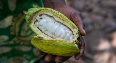 A farmer holds a cocoa bean in Ghana.