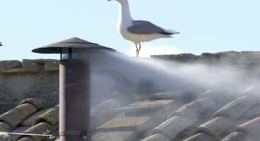 Seagul on Chimney