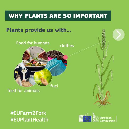 info card on plant health and EU