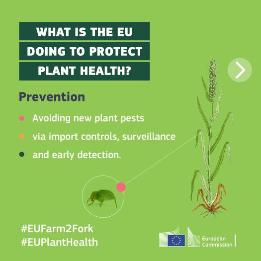 info card on plant health and EU