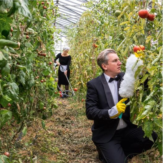 a couple in a greenhouse cleaning tomatoes