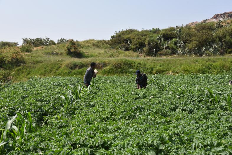 Empowering local seed-growers 