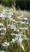White flowers in the field
