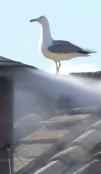 Seagul on Chimney