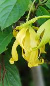 Bioylang Comoros