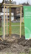 EU Ambassador Mavromichalis planting a tree on the riverside in Bern