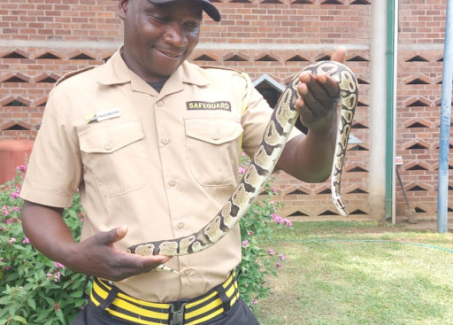 Snake Safety 101: EU Zimbabwe Edition