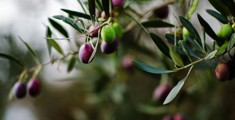 olive