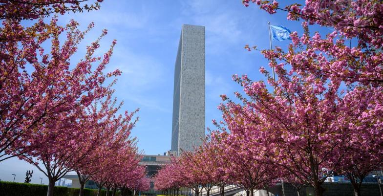 Cherry Blossoms at UN Headquarters 