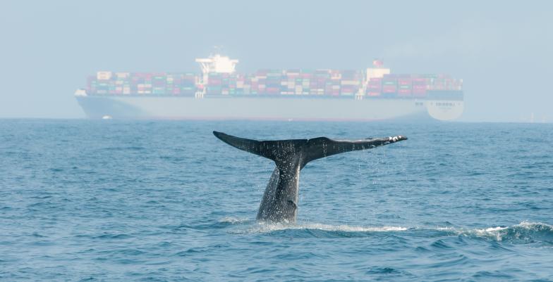 Blue whale diving near Sri Lanka with a cargo ship in the background