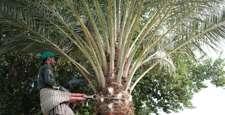 Iraq tree-planting