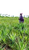Farmers on a pineapple farm 
