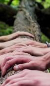 Several hands placed on a tree trunk.