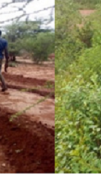The impact of the project in turning degraded land (left) into rehabilitated land (right), Naniga Dh