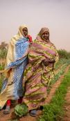 Femmes mauritaniennes dans un champ agricole à Debai Saveni, Hodh el Gharbi