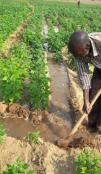 Irrigation farming