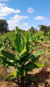 Agriculture research innovations