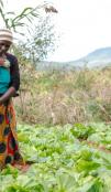 Modern farming practices under Kulima Programme