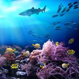 Marine Biodiversity