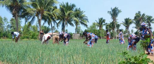 European Union support for sectors of the Beninese economy