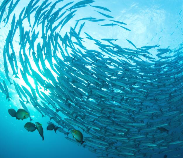 School of fish swimming in the ocean