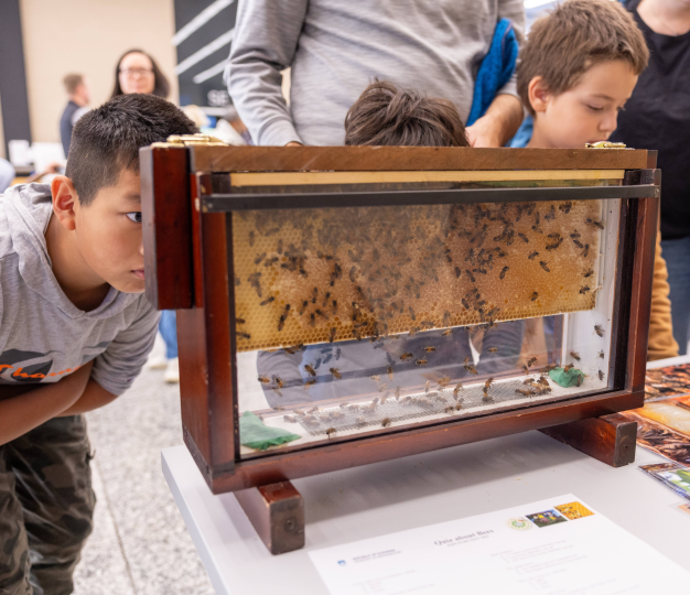 A young boy looks into an active bee hive set in glass.
