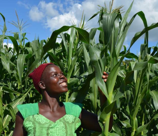 Through Farmer Field Schools under Kulima Programme, we promote improved ecosystem practices through conservation agriculture. 
