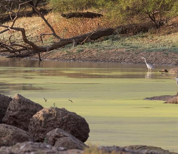 DEL_Parc de zakouma_Tchad