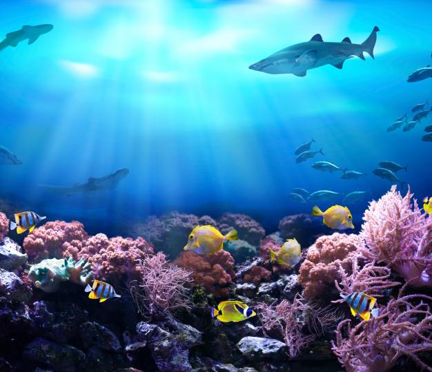 Marine biodiversity