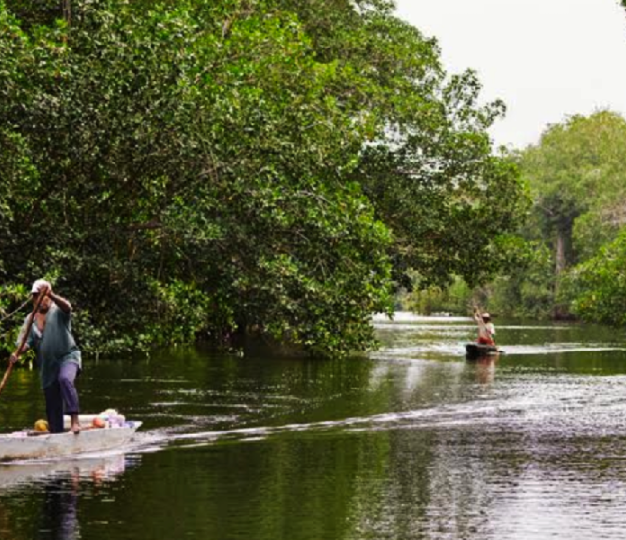 PROMOTION OF BIODIVERSITY – CONSERVATION – MANGROVE AND MARINE ECOSYSTEMS – COLOMBIAN CARIBBEAN  