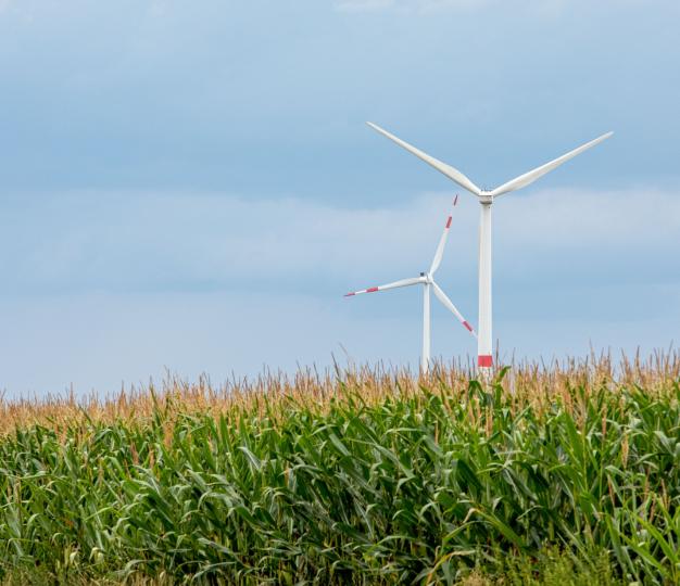 Wind farm in a corn field 