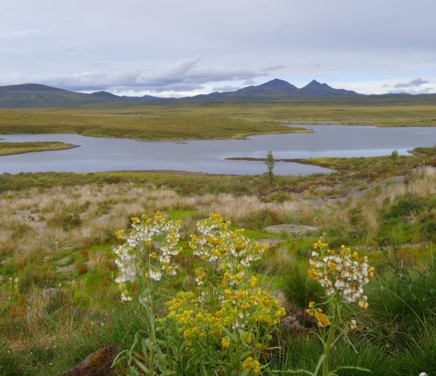 Thawing permafrost